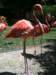 afamilyofpinkflamingosthenassauzoobahamas_small.jpg