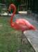 pinkflamingosinthenassauzoo_small.jpg